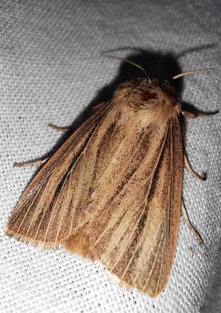 Mythimna pudorina - vörös rétibagoly