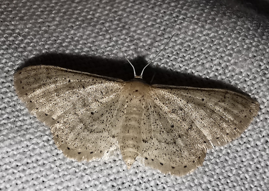 Idaea sylvestraria - szürke sávosaraszoló