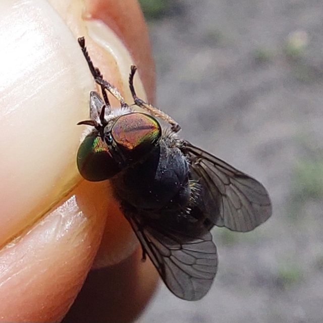 Tabanidae - böglyök