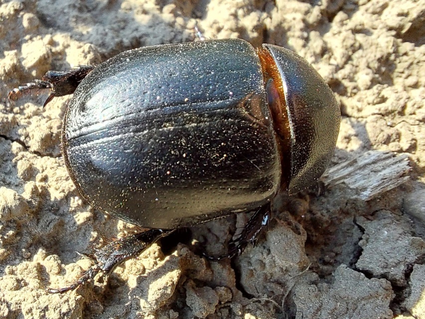 Pentodon idiota - butabogár