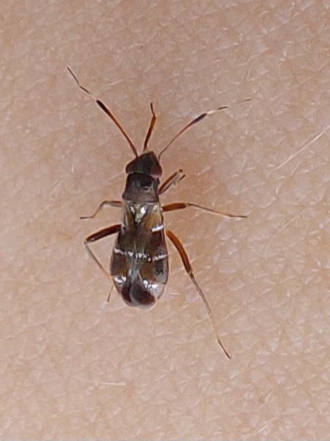 Pilophorus Pilophorus