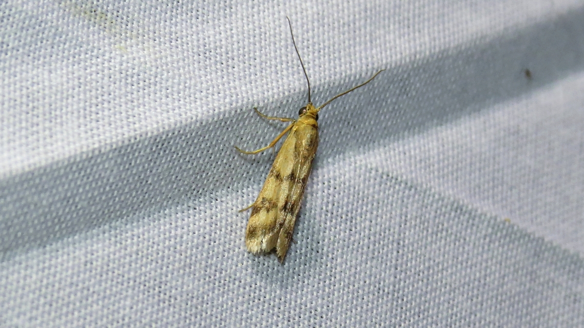Homoeosoma sinuella - agyagsárga karcsúmoly