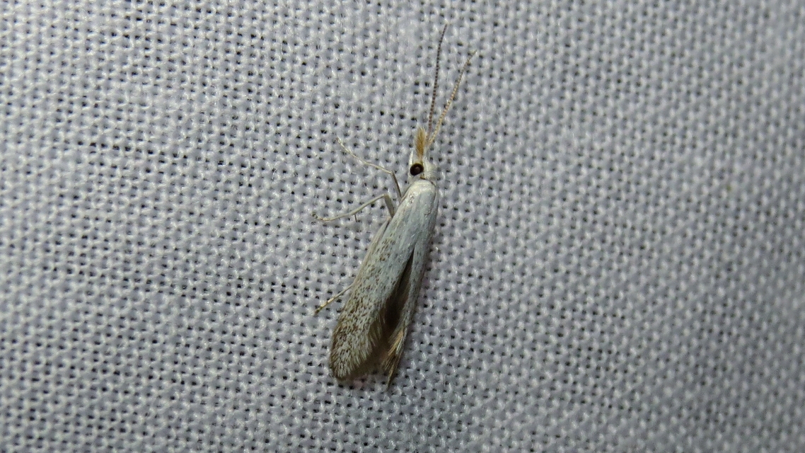 Coleophora