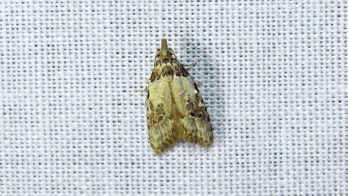 Carposina scirrhosella - közönséges csipkebogyómoly