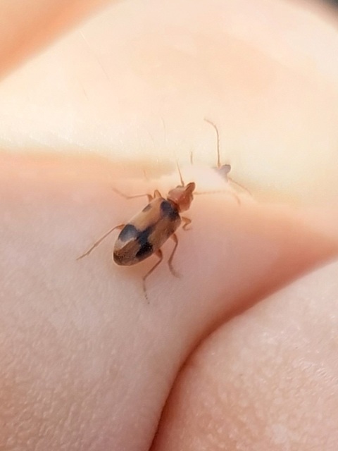 Notoxus appendicinus - déli nyakszarvúbogár