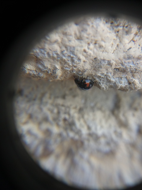 Exochomus quadripustulatus - négyfoltos szerecsenkata