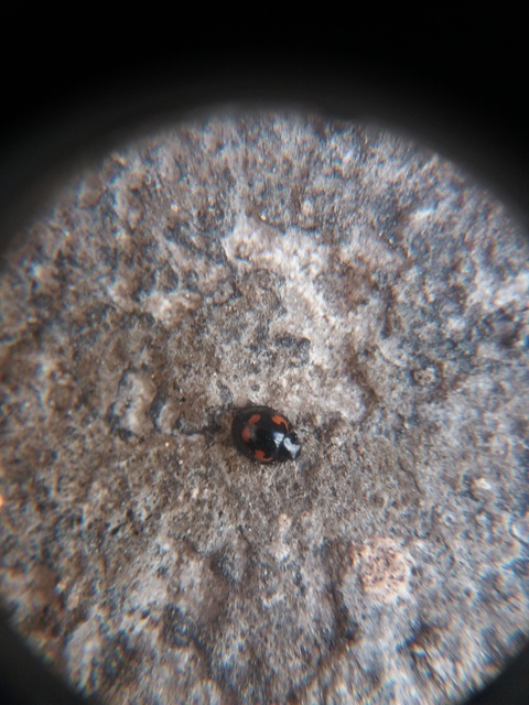 Exochomus quadripustulatus - négyfoltos szerecsenkata