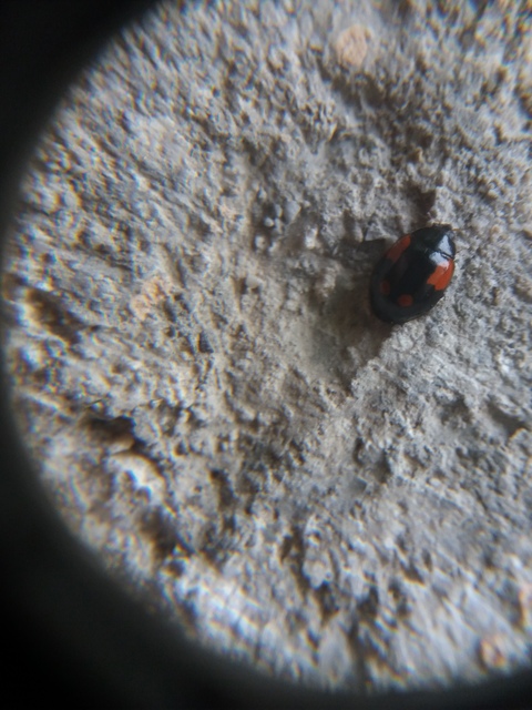 Adalia bipunctata - kétpettyes katica