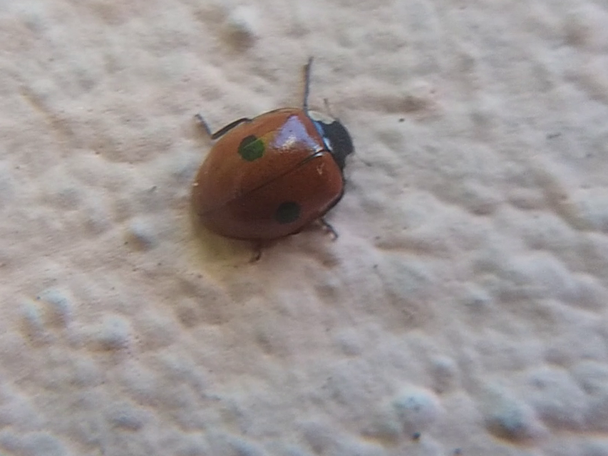 Adalia bipunctata - kétpettyes katica