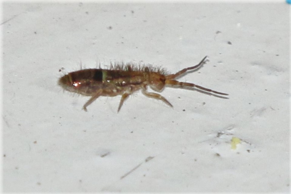Collembola - Ugróvillások