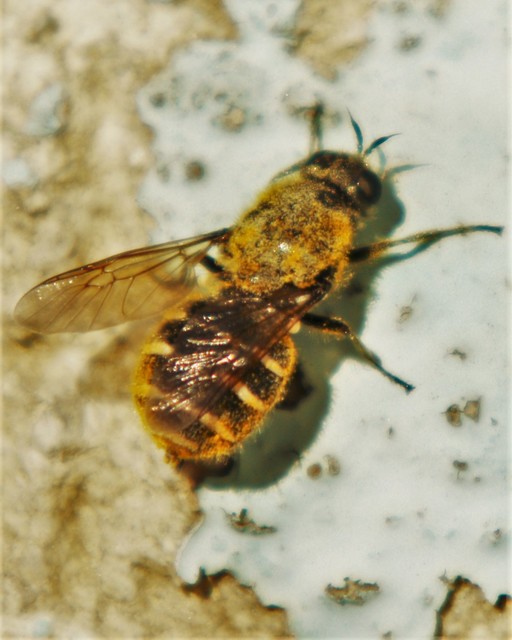Lasiopa