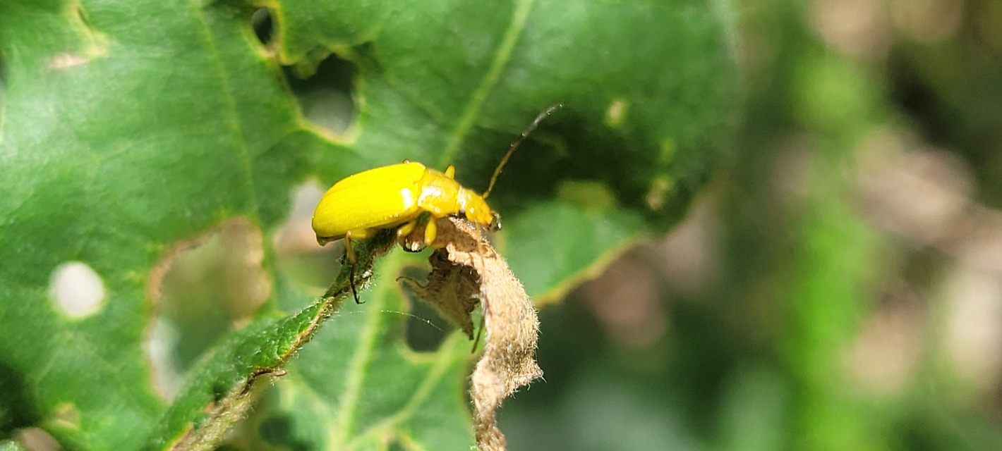 Cteniopus sulphureus - közönséges kénbogár