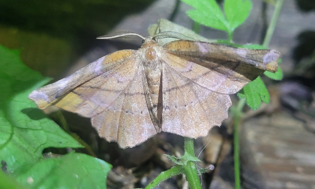Apeira syringaria - orgona-araszoló