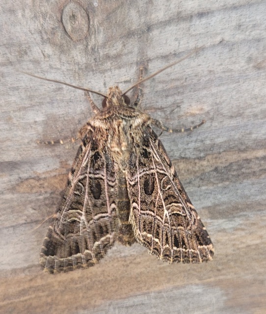 Heliophobus reticulata - fehéreres kertibagoly