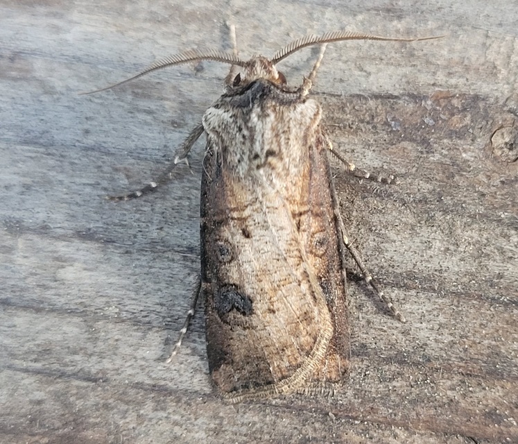 Agrotis clavis - zömök földibagoly