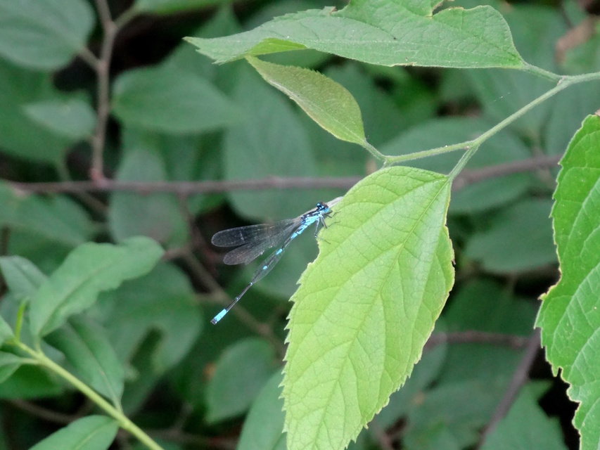 Coenagrion pulchellum - karcsú légivadász