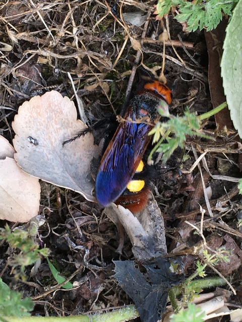 Megascolia maculata - óriás-tőrösdarázs