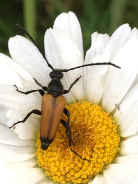 Stictoleptura fulva - vörhenyes virágcincér