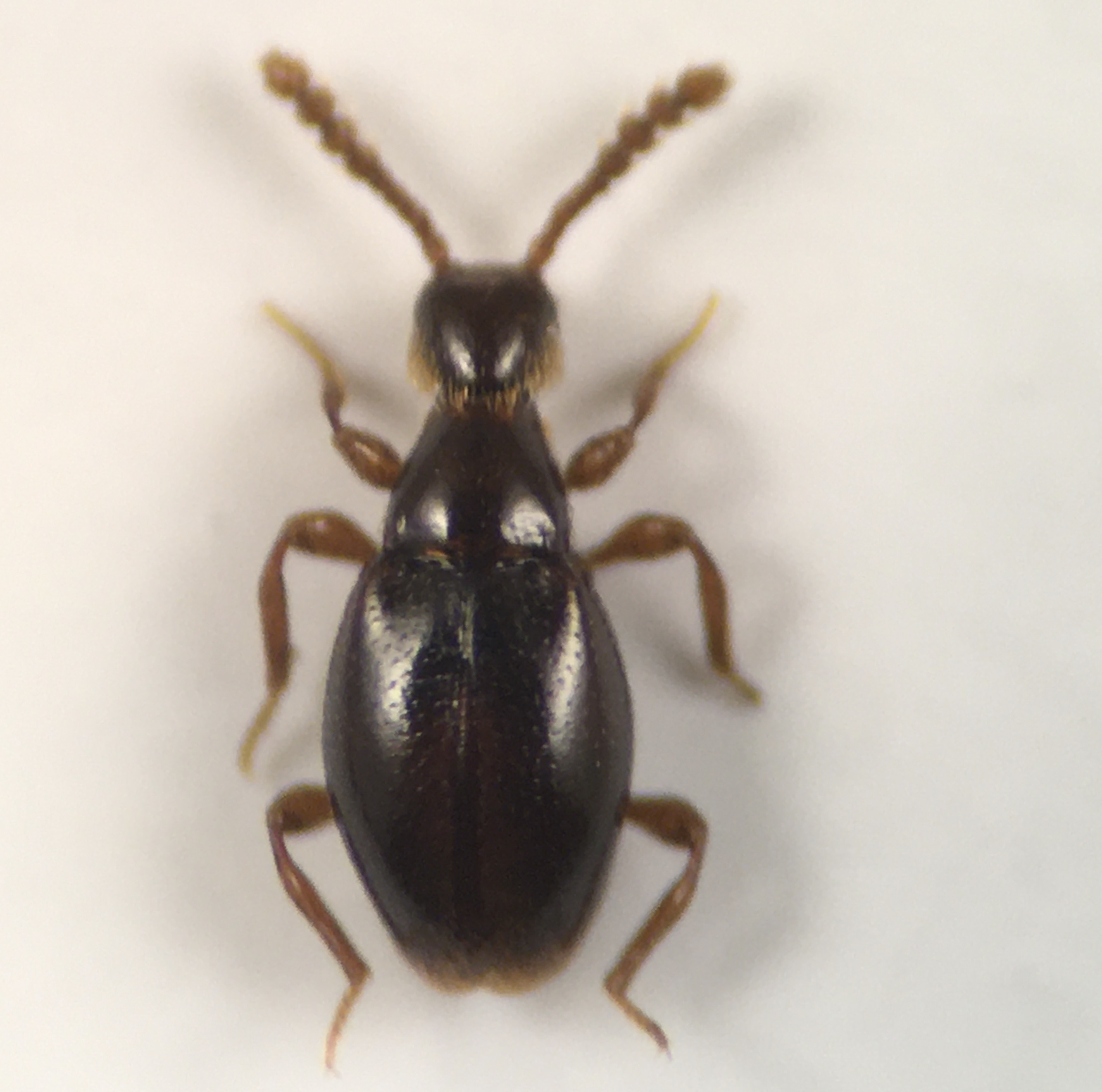 Euconnus chrysocomus