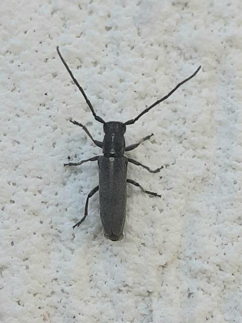 Phytoecia nigricornis - ürömcincér