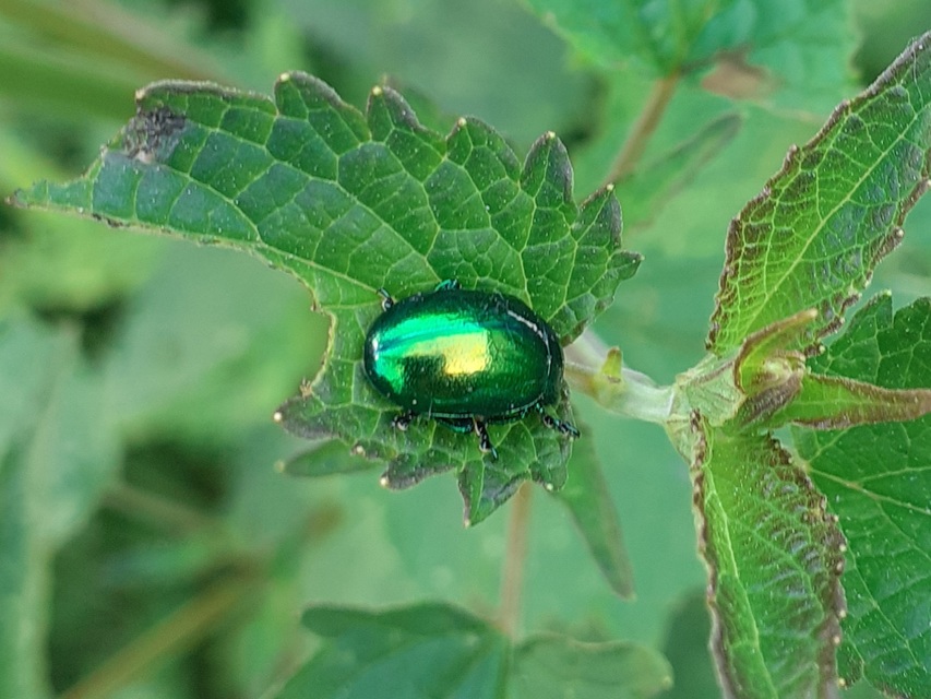 Chrysolina herbacea - zöld mentalevelész