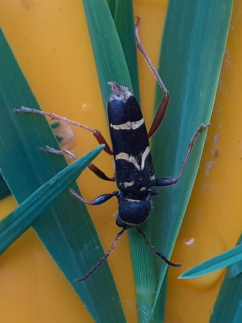 Clytus arietis - közönséges darázscincér