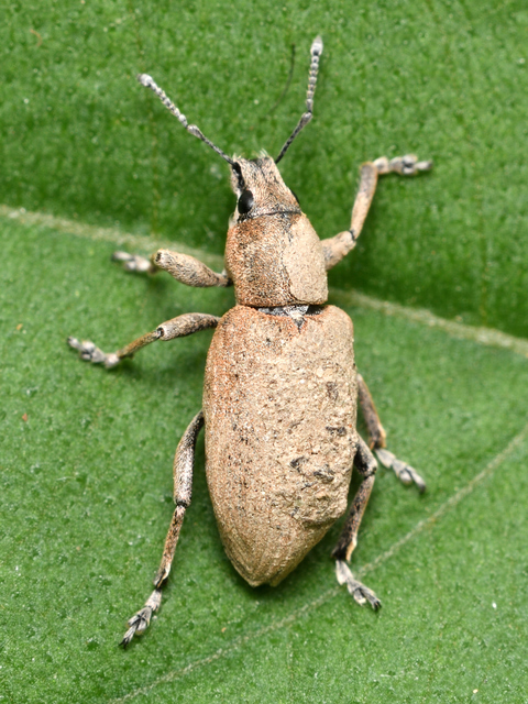 Tanymecus palliatus - közönséges hegyesfarúbarkó