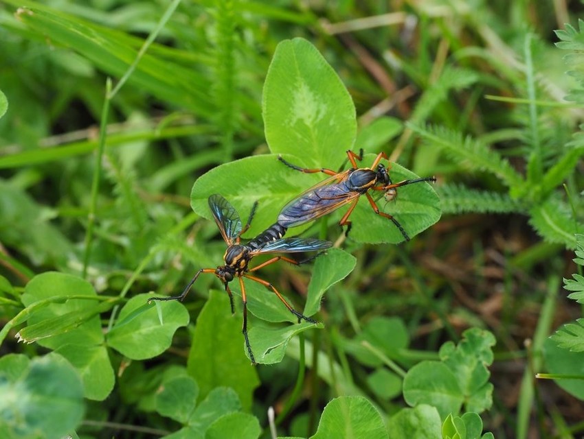 Molobratia teutonus
