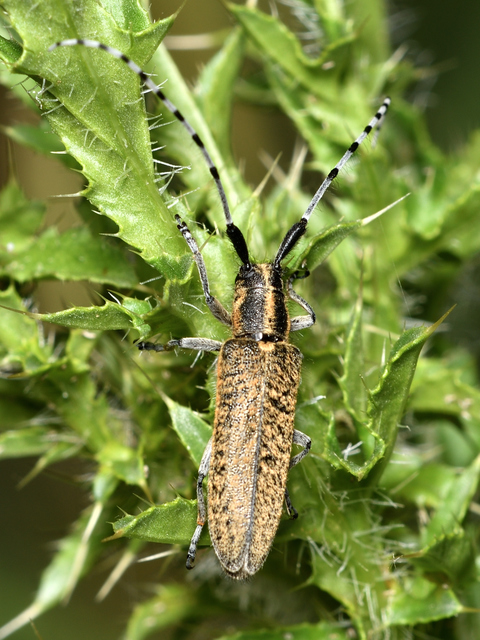 Agapanthia villosoviridescens - fehérgyűrűs bogáncscincér