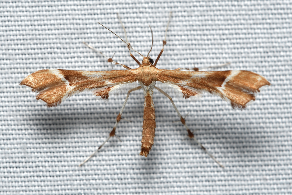 Cnaemidophorus rhododactyla - rózsabogyó-tollasmoly