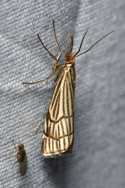 Chrysocramboides craterella - rácsos fűgyökérmoly