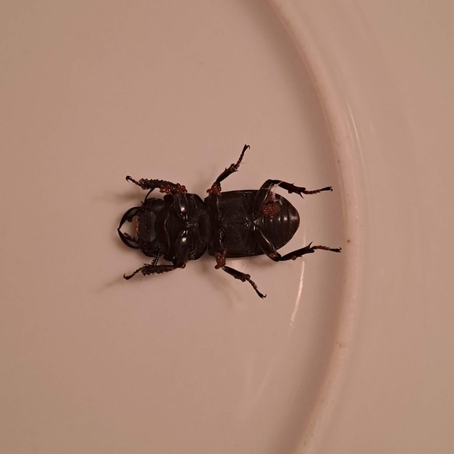 Dorcus parallelipipedus - kis szarvasbogár