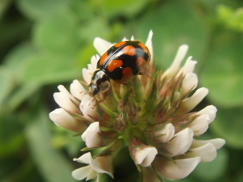 Adalia decempunctata - tízpettyes katica