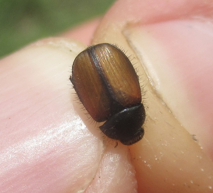 Omaloplia nigromarginata - szegélyes kiscserebogár
