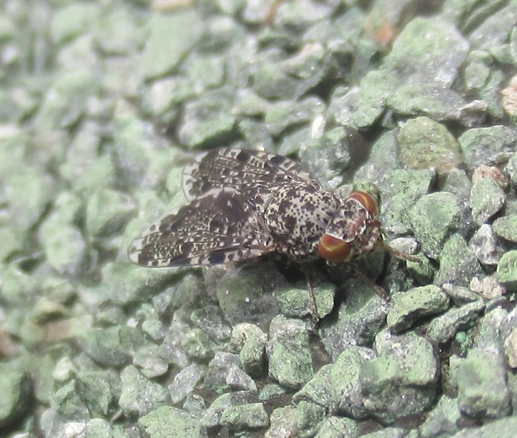 Callopistromyia annulipes - pávalégy