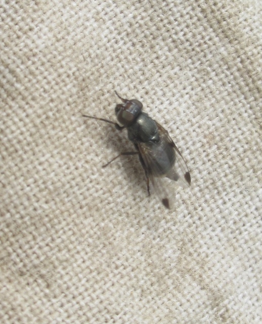 Euxesta notata