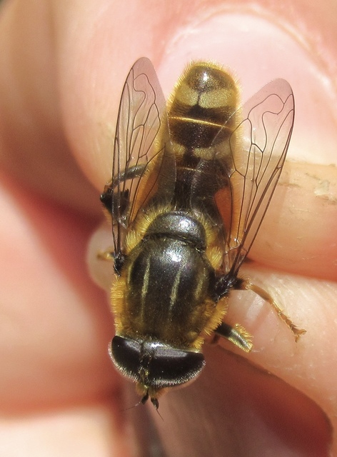 Merodon