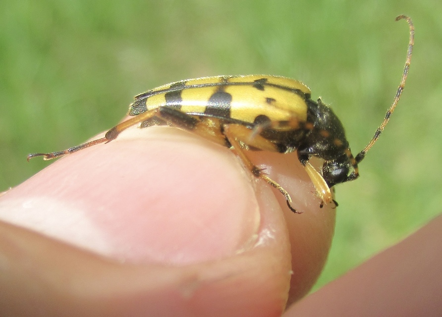 Rutpela maculata - tarkacsápú karcsúcincér