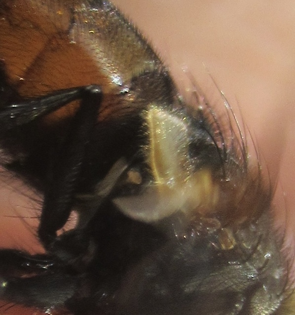Nemoraea pellucida