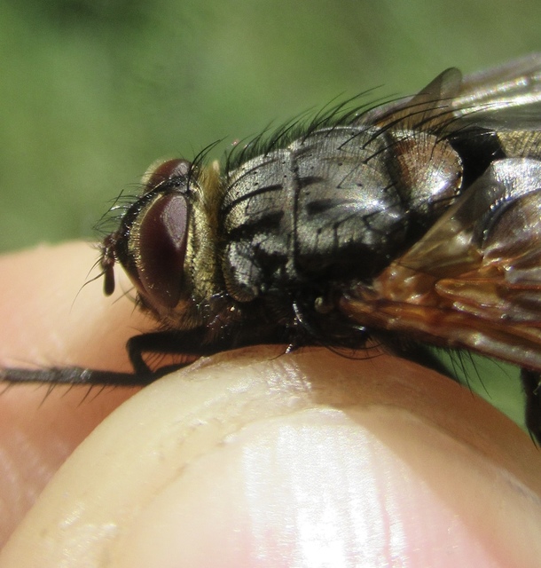 Nemoraea pellucida
