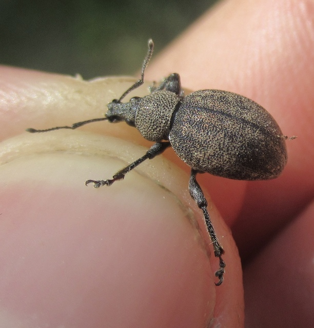 Otiorhynchus ligustici - vincellér-gyalogormányos