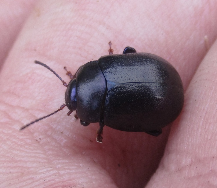 Chrysolina sturmi - vöröslábú levelész