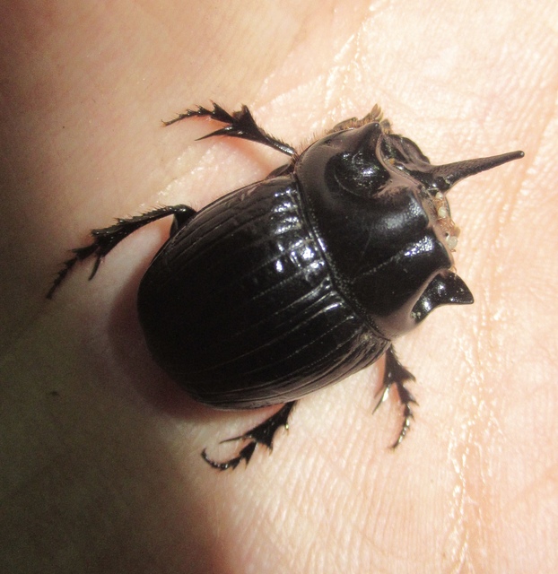 Copris lunaris - közönséges holdszarvú-ganéjtúró