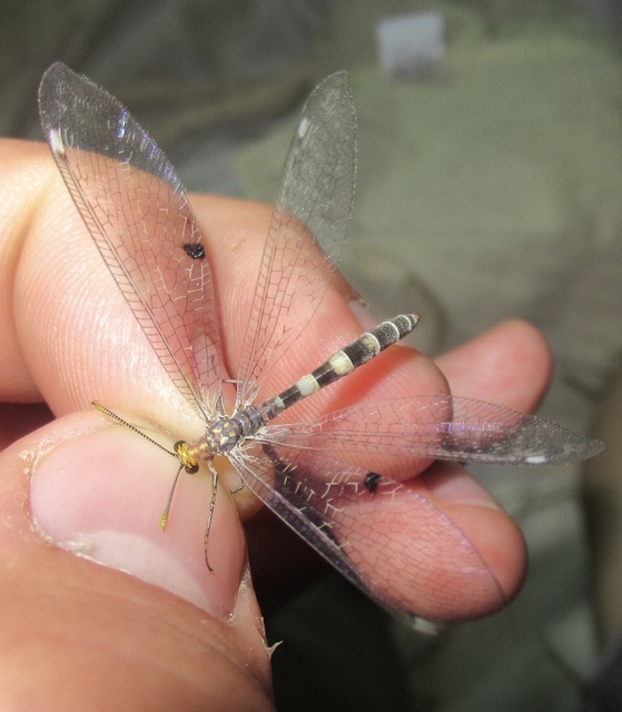 Megistopus flavicornis - kétfoltos hangyaleső Megistopus flavicornis - kétfoltos hangyaleső