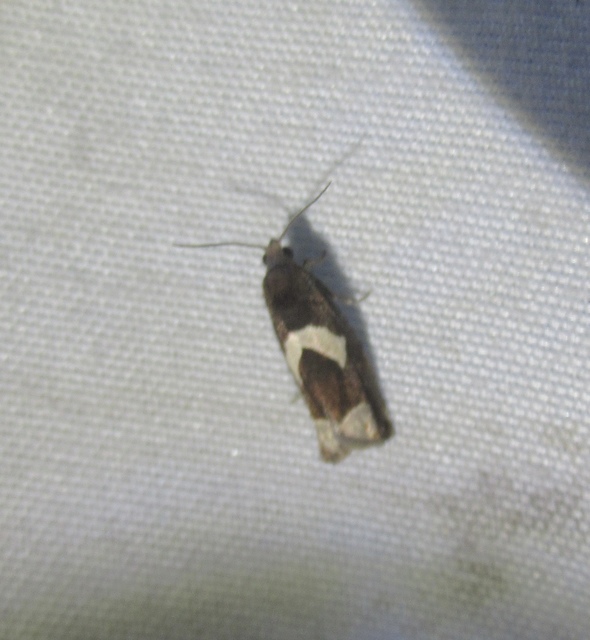 Epiblema foenella - kampósfoltú tükrösmoly