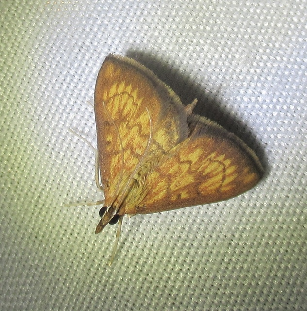 Ecpyrrhorrhoe rubiginalis - rozsdavörös tűzmoly