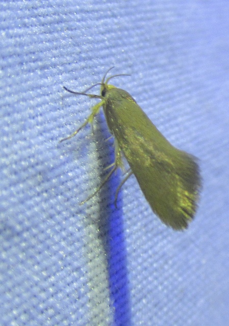 Crassa unitella - aranybarna díszmoly