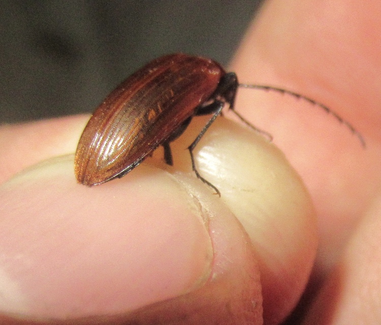 Pseudocistela ceramboides - narancssárga alkonybogár