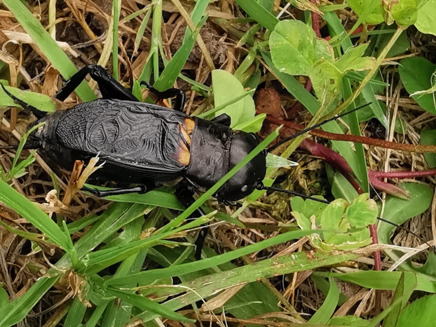 Gryllus campestris - mezei tücsök
