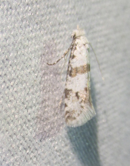 Scythropia crataegella - galagonya-pókhálósmoly